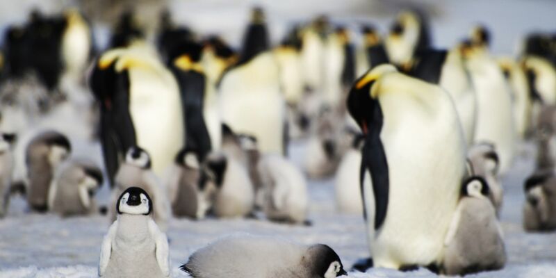 Junge und ausgewachsene Kaiserpinguine einer Kolonie in der Antarktis. - Foto: Bas/PA Media/dpa