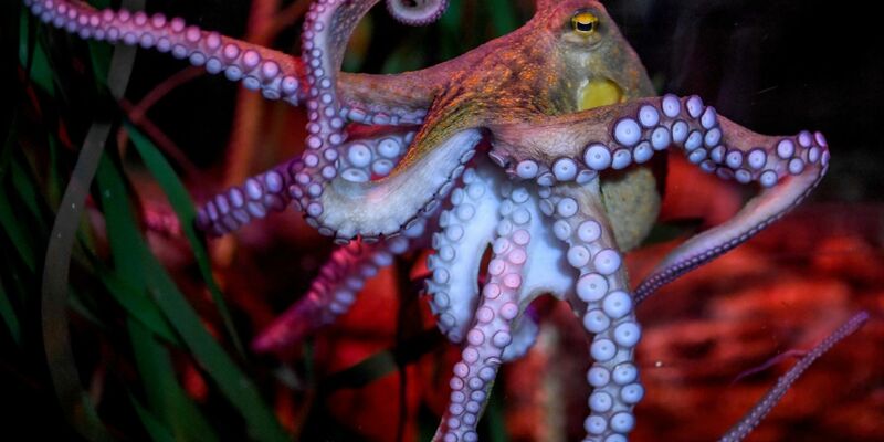 Oktopusse meiden Schmerzen und schätzen Schmerzlinderung: Zu diesem Ergebnis kam eine 2021 in «iScience» veröffentlichte Studie. - Foto: Britta Pedersen/dpa