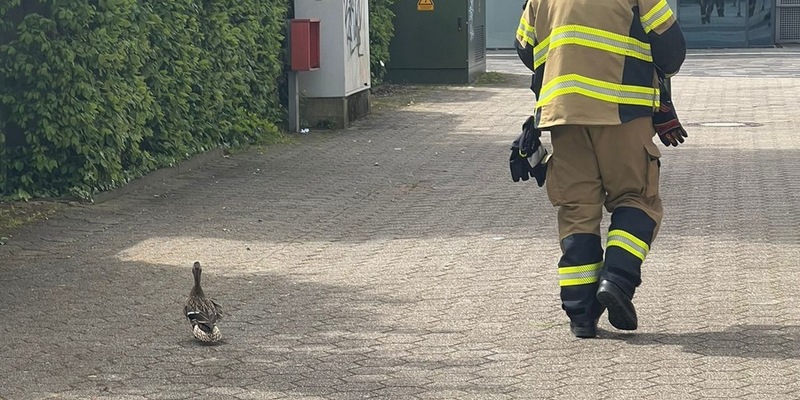 FW Voerde: Entenfamilie gerettet - Foto: presseportal.de