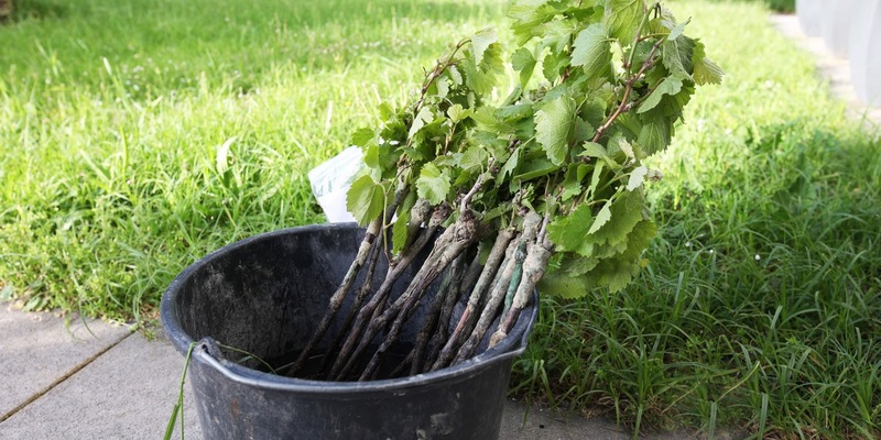 POL-FR: Freiburg-Opfingen: Mofafahrer mit gestohlenen Rebstöcken erwischt - Eigentümer der Pflanzen gesucht - Foto: presseportal.de