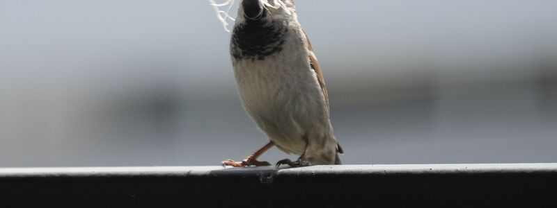 In manchen Städten ist der Spatz auf dem Rückzug. - Foto: Soeren Stache/dpa-Zentralbild/dpa