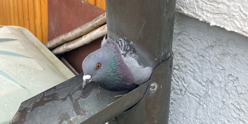 FW Stuttgart: Feuerwehr befreit eingeklemmte Taube aus Regenrohr - Foto: presseportal.de