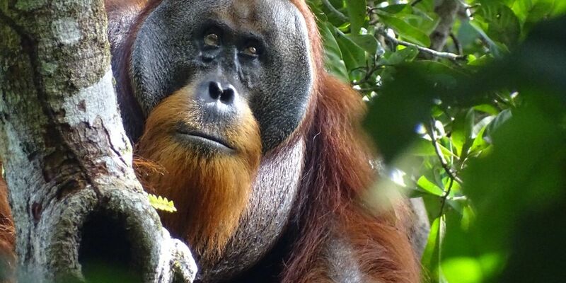 Der männliche Sumatra-Orang-Utan namens Rakus im Urwald von Suaq Balimbing hat sich selbst geheilt. Zwei Monate nach der Selbstbehandlung war die Wunde kaum noch sichtbar. - Foto: Safruddin/Max-Planck-Institut für Tierverhalten/SUAQ foundation/dpa