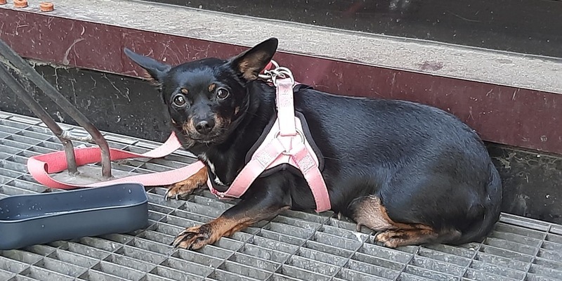 BPOL NRW: Hund ausgesetzt - Bundespolizisten versorgen Tier - Foto: presseportal.de