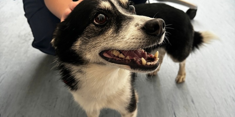 BPOL-HH: Hund im Bahnhof Altona entwendet - Tatverdächtiger vorläufig festgenommen - Foto: presseportal.de