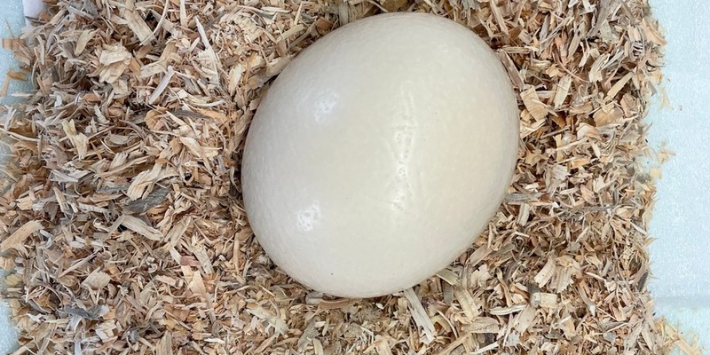 HZA-BS: Verspäteter Aprilscherz - Foto: presseportal.de