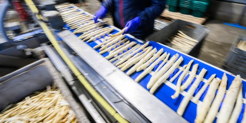 Spargel wird in einem Spargelhof in der Region Hannover sortiert. - Foto: Julian Stratenschulte/dpa