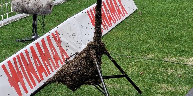 FW Stuttgart: Feuerwehr fängt Bienenschwarm in der MHP-Arena ein - Foto: presseportal.de