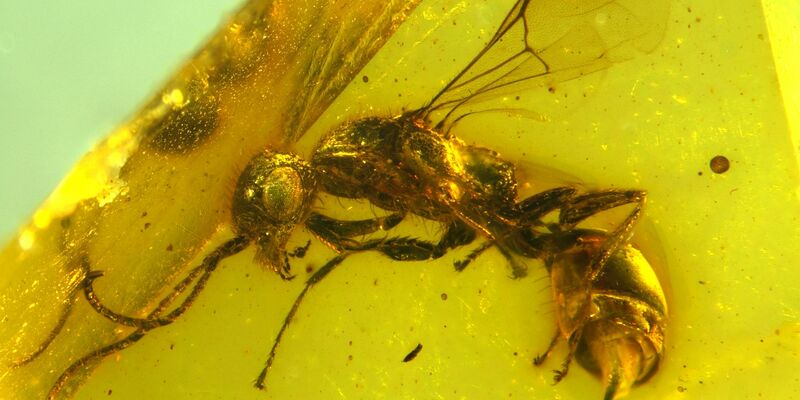 Insektenforscher haben eine bislang unbekannte Wespenart in einem 100 Millionen Jahre altem Bernstein entdeckt. - Foto: Brazidec et al. 2024 Insects, 15/Übersee-Museum/dpa
