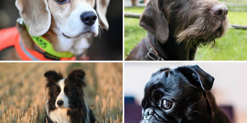 Welcher Hund hat die beste Spürnase? Diese Frage beschäftigt die Wissenschaft. - Foto: Uwe Anspach/dpa