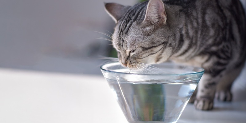 Diabetes mellitus: Wenn die Katze zu viel Zucker im Blut hat - Foto: presseportal.de