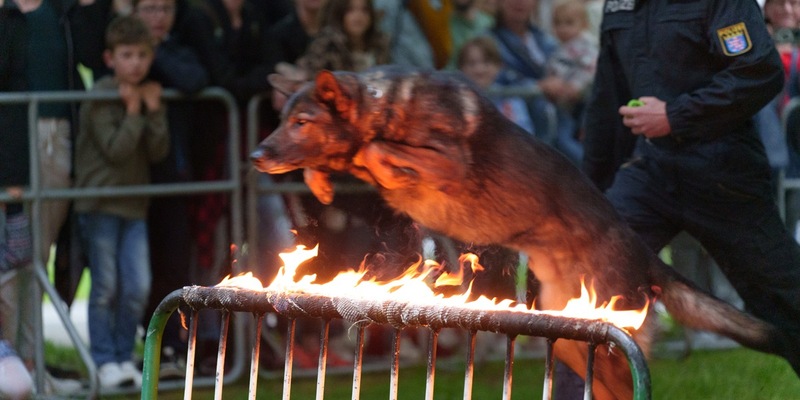 POL-F: 240506 - 0486 Frankfurt-Polizeipräsidium: Mehr als 6.000 Besucher im Kriminalmuseum bei der Nacht der Museen - Foto: presseportal.de