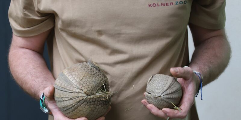 Ein Tierpfleger des Kölner Zoos hält ein junges, südliches Kugelgürteltier und dessen Muttertier (l.) in den Händen. - Foto: Sascha Thelen/dpa