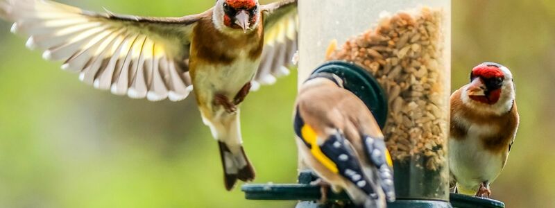 Der Naturschutzbund NABU ruft zur Mitzähl-Aktion Stunde der Gartenvögel auf. Hier Stieglitze (Distelfinken) an einer Futtersäule. - Foto: Oliver Berg/dpa