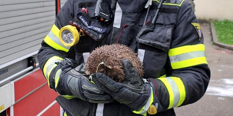 FW-M: Igel-Rettung bei Brandeinsatz (Neuhausen) - Foto: presseportal.de