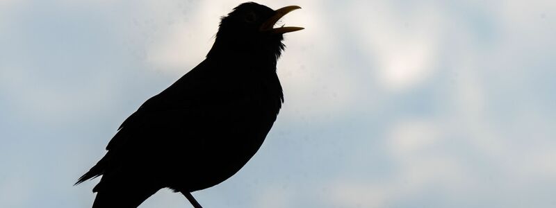 Wer bei der «Stunde der Gartenvögel» mitmachen möchte, beobachtet eine Stunde lang die Vögel im Garten, am Balkon, vor dem Fenster oder im Park. - Foto: Frank Rumpenhorst/dpa