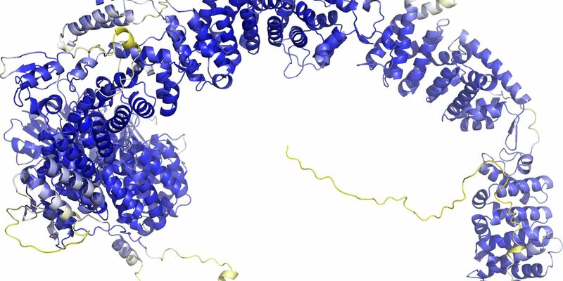 Das Modell der AlphaFold Protein Structure Database stellt das Rückgrat der Proteinstruktur dar. Sogenannte Sekundärstrukturelemente sind als Bänder wiedergegeben. In den blauen Bereichen ist das Model vermutlich zuverlässig. Die gelben Bereiche sind wahrscheinlich flexibel, und nur eine mögliche Struktur ist dargestellt. - Foto: -/AlphaFold Protein Structure Database/dpa