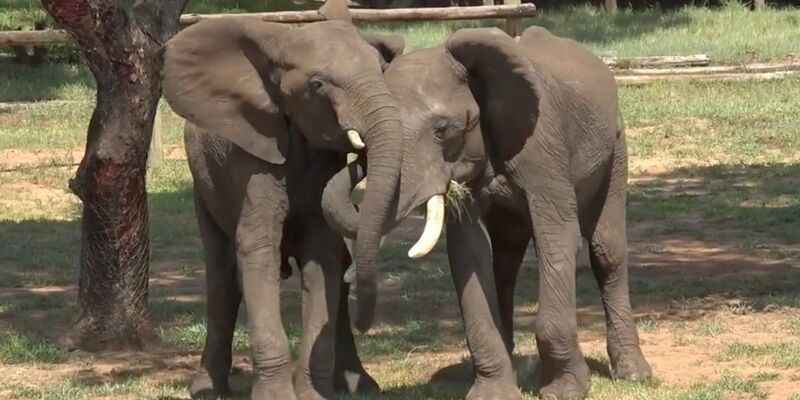 Die Begrüßung Afrikanischer Elefanten richtet sich danach, ob der andere den Ankommenden sieht oder nicht. Zu diesem Ergebnis kam eine österreichische Studie. - Foto: Vesta Eleuteri/Universität Wien/dpa