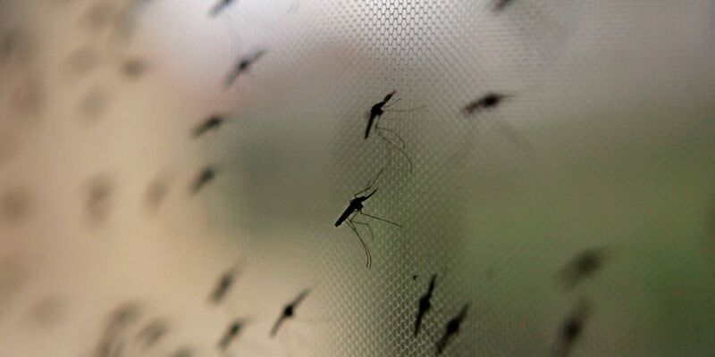 In abgeholzten Gebieten finden Mücken ideale Brutbedingungen vor. (Archivbild) - Foto: Stephen Morrison/epa/dpa