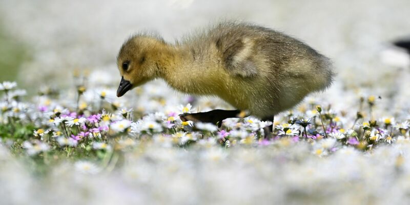 Ein Graugans-Küken geht am Frankfurter Mainufer bei schönem Frühlingswetter durch ein Beet von Gänseblümchen. - Foto: Arne Dedert/dpa
