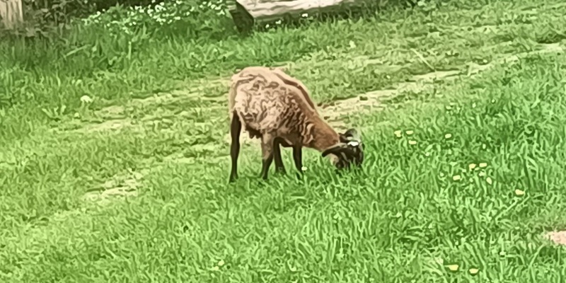 POL-GS: Eigentümer von einem Kamerunschaf gesucht - Foto: presseportal.de