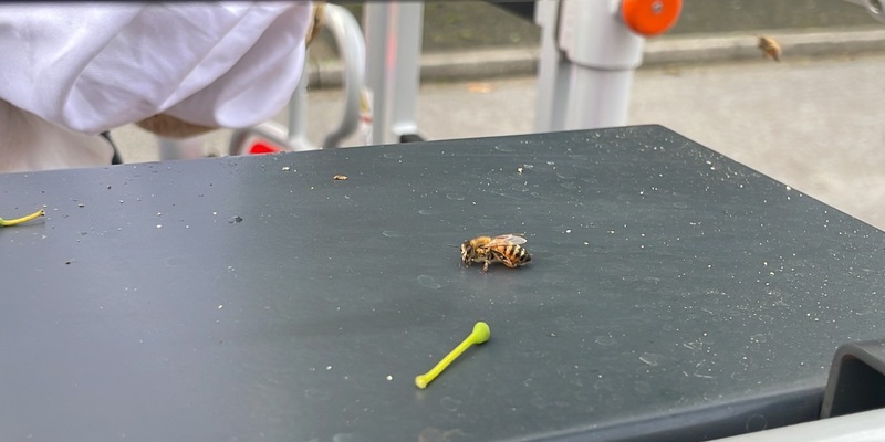 FW-Langenfeld: Bienenschwarm auf Abwegen - Foto: presseportal.de