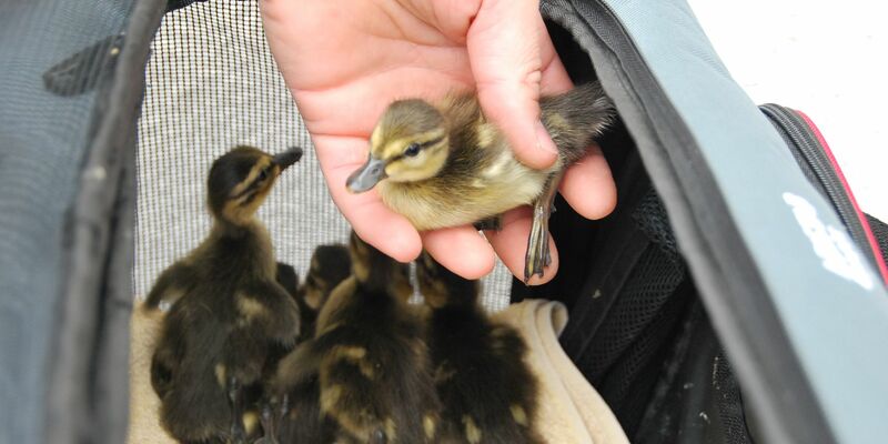 Eine Entenmama und ihre Küken ziehen um: Es geht an die Müggelspree. - Foto: Anja Sokolow/dpa
