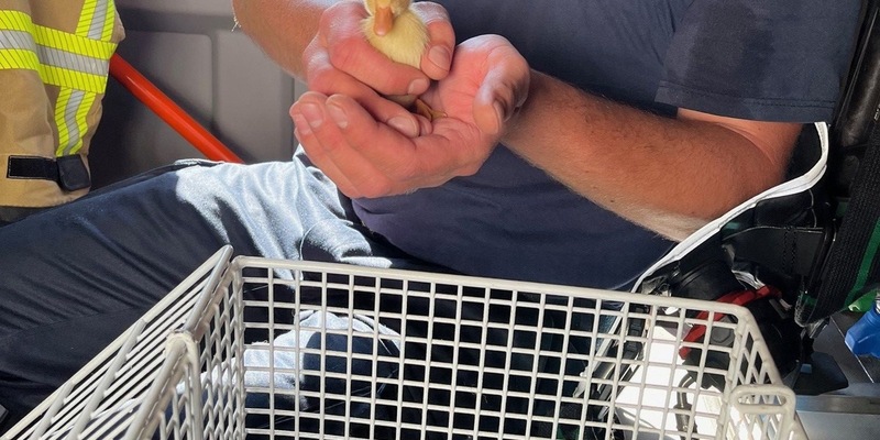 FF Bad Salzuflen: Kuriose Tierrettung: Zwei Entenküken verlieren beim Schwimmen auf der Salze Anschluss an ihre Mutter. Die Feuerwehr Bad Salzuflen bringt die Jungtiere vor den Wasserterrassen in Sicherheit - Foto: presseportal.de