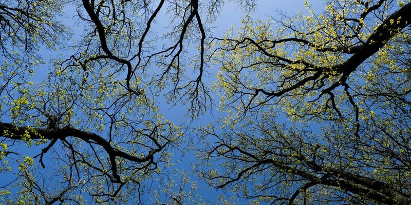 Wald bedeckt rund ein Drittel der gesamten Landesfläche Deutschlands. - Foto: Jens Kalaene/dpa-Zentralbild/dpa