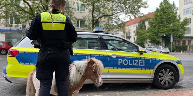 POL-H: Kurze Beine auf Abwegen: Entlaufenes Pony sorgt für Polizeieinsatz - Foto: presseportal.de