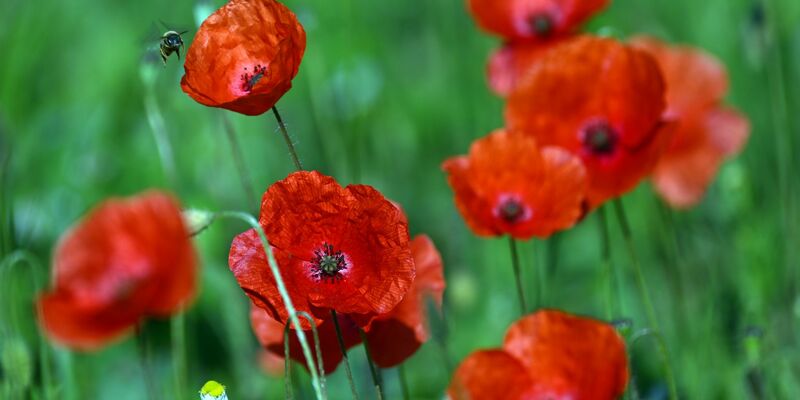 Mohnblumen blühen am Straßenrand in Köln. - Foto: Federico Gambarini/dpa