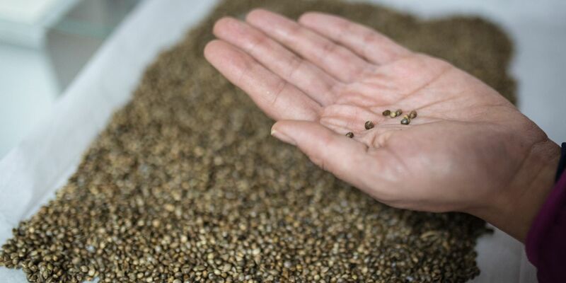 Cannabis-Samen der Sorte Cherry Oregon: Mit dem 1. April sind Besitz und Konsum von Cannabis für Erwachsene in Deutschland legal geworden. - Foto: David Diaz ARcos/dpa