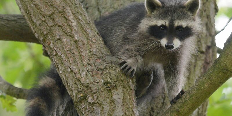 Ein Waschbär-Junges sitzt im Wildtierpark Edersee in einem Baum. - Foto: Uwe Zucchi/dpa