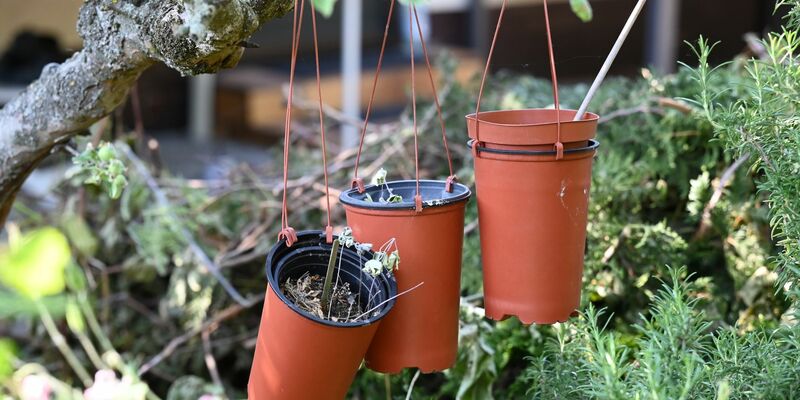 Das Bundesgesundheitsministerium stellt klar, dass der Cannabis-Anbau im Kleingarten nicht erlaubt ist. - Foto: Jessica Lichetzki/dpa