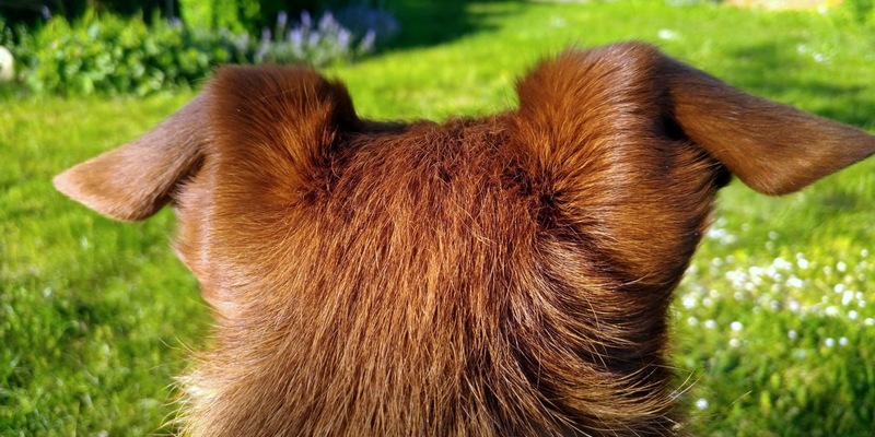 FW Lüchow-Dannenberg: +++ Erfolgreiche Vermisstensuche in Lüchow-Dannenberg +++ Zusammenspiel von Mensch und Hund mit moderner Technik sichern den Einsatzerfolg +++ 62jähriger Mann wohlbehalten aufgefunden +++ - Foto: presseportal.de