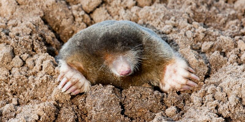 Beobachtungen von Maulwürfen und Igeln können vom 17. bis zum 27. Mai über die Online-Plattform von Nabu-Naturgucker gemeldet werden. - Foto: Agami/T. Douma/blickwinkel/dpa