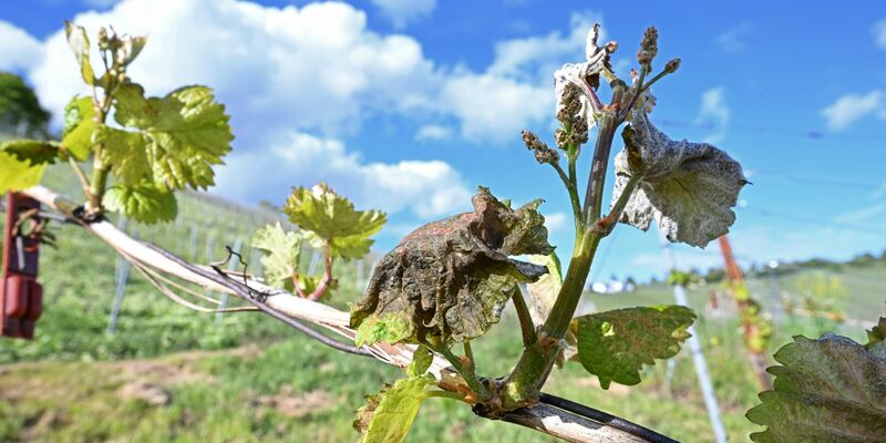 Nach Frostnächten fürchten Winzer und Obstbauern Ernteausfälle. - Foto: Bernd Weißbrod/dpa