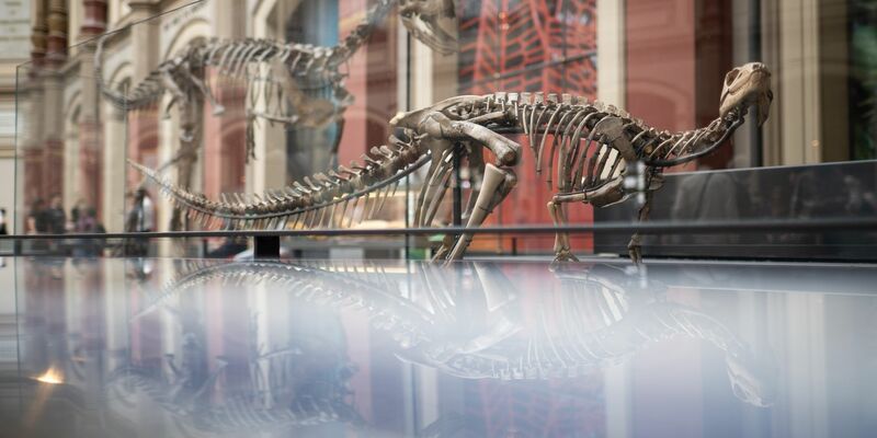 Dysalotosaurus lettowvorbecki: Der Name des Dinosauriers bezieht sich auf Paul von Lettow-Vorbeck, der als deutscher Offizier am Völkermord an den Herero und Nama beteiligt war. - Foto: Sebastian Gollnow/dpa