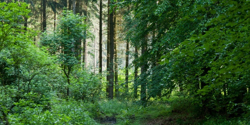 Verabschiedet sich Hessen von der verantwortungsvollen Waldwirtschaft? - Foto: presseportal.de