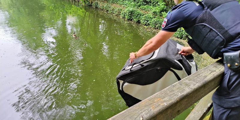 POL-NOM: Anwohnerin bemerkt Entenfamilie - Foto: presseportal.de