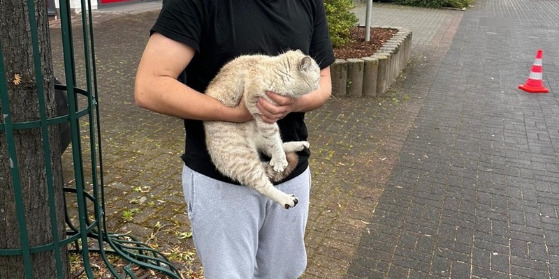 FW Ense: Zweimal Katzen-Rettung innerhalb von 5 Tagen durch die Feuerwehr Ense - Foto: presseportal.de