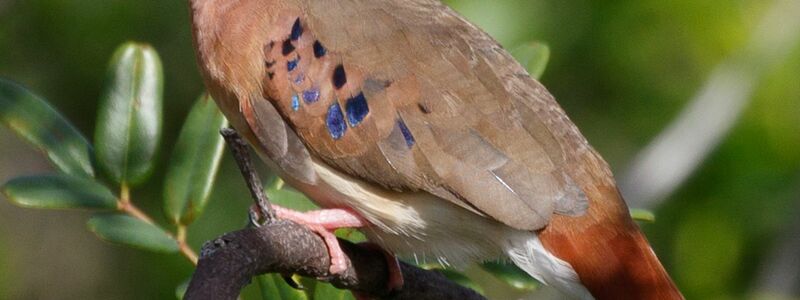 So sieht ein ausgewachsenes Blauaugentäubchen aus. - Foto: Silvia Faustino Linhares/Chester Zoo/dpa