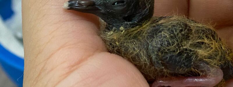 Ein Blauaugentäubchen wird von Hand aufgezogen. - Foto: Chester Zoo/dpa