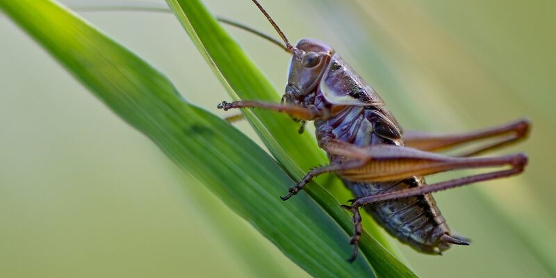 Der Gemeine Grashüpfer ist noch nicht gefährdert, bei vielen Heuschreckenarten sieht das aber anders aus. - Foto: Patrick Pleul/dpa