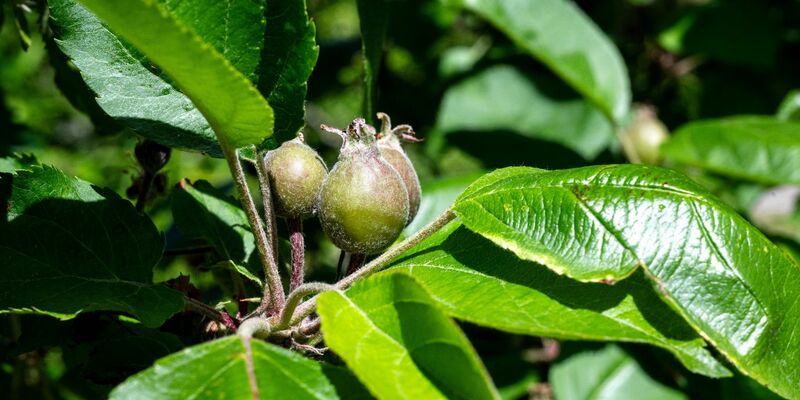 Die Kältephase im April hat vielen Apfelbäumen zugesetzt. - Foto: Sina Schuldt/dpa
