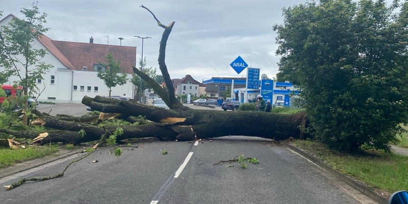 POL-PDLD: Umgestürzter Baum in Bellheim, Zeiskamer Straße Samstag, 18.05.2024, um 10.16 Uhr - Foto: presseportal.de