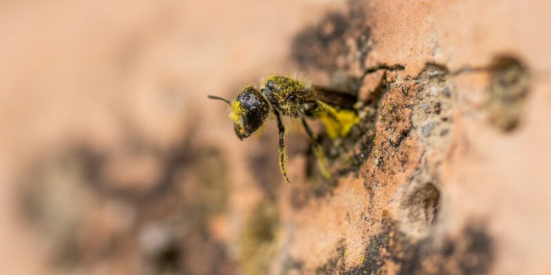 Eine Gemeine Löcherbiene (Heriades truncorum) schiebt sich rückwärts in ihr Nestloch an einer steinernen Nisthilfe. - Foto: Christian Lademann/dpa