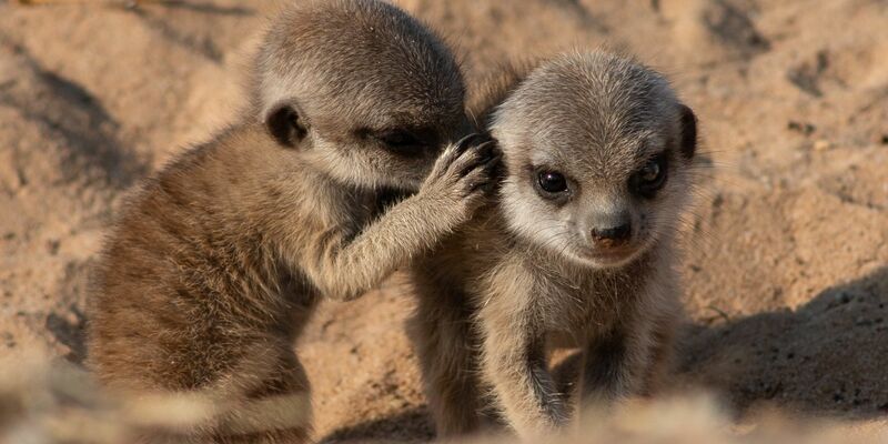 Erdmännchen leben in trockenen Regionen des südlichen Afrikas. - Foto: Vlad Demartsev/dpa