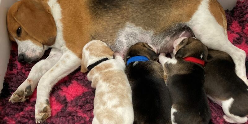 Eine Beagle-Mutter säugt ihre Welpen. Hundemamas erkennen ihren eigenen Nachwuchs am Gewimmer. - Foto: Mathilde Massenet/dpa