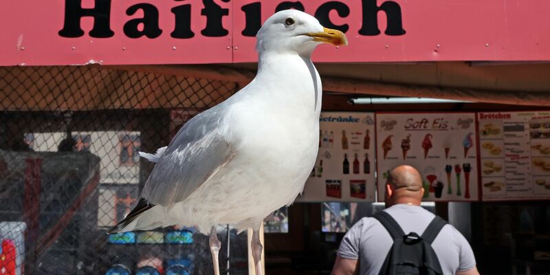 Eine Möwe lauert vor einem Verkaufskutter in Warnemünde auf die nächste Beute. - Foto: Bernd Wüstneck/dpa